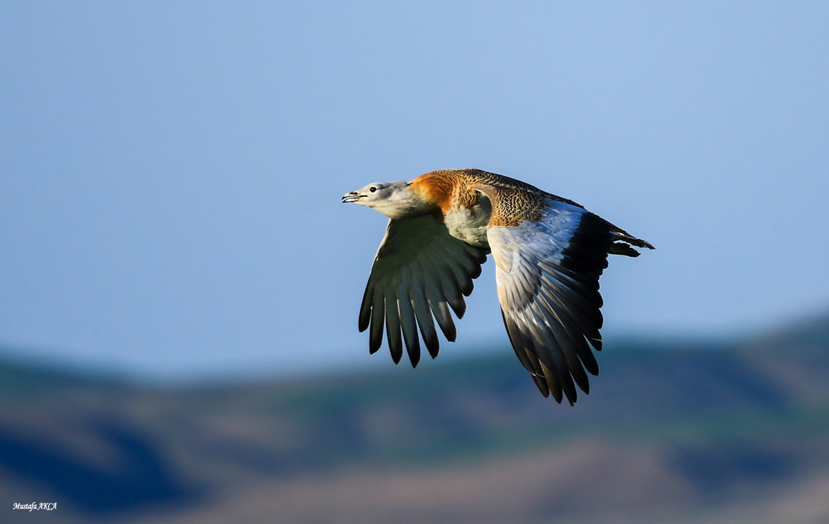Toy » Great Bustard » Otis tarda