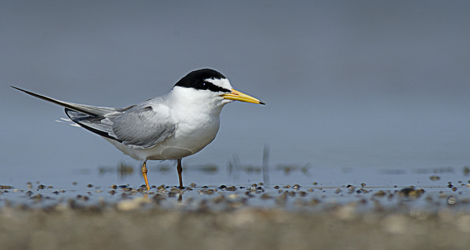 Küçük sumru » Little Tern » Sternula albifrons