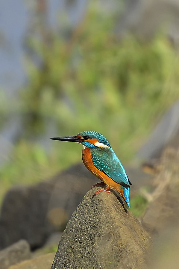 Yalıçapkını » Common Kingfisher » Alcedo atthis