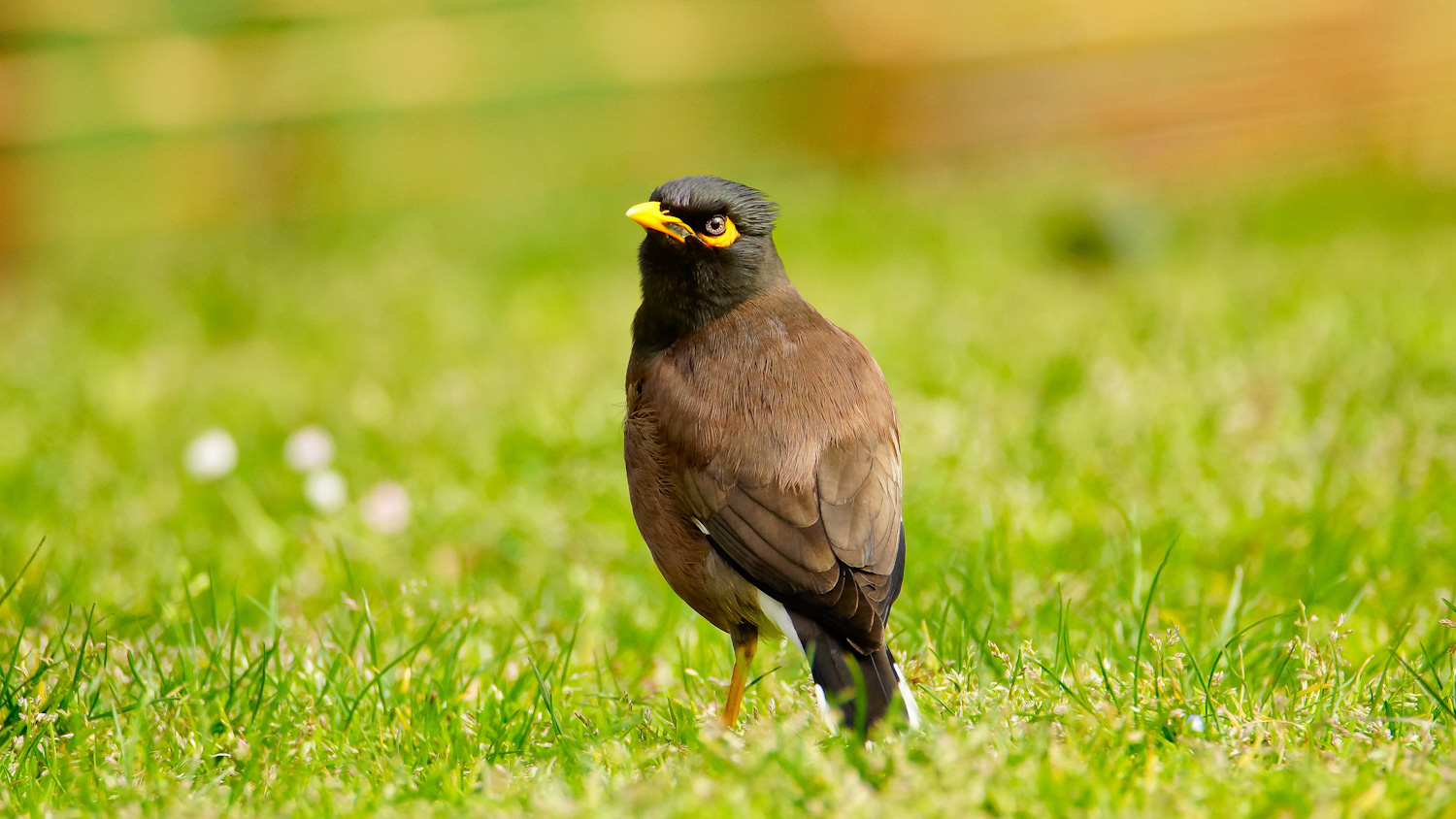 Çiğdeci » Common Myna » Acridotheres tristis