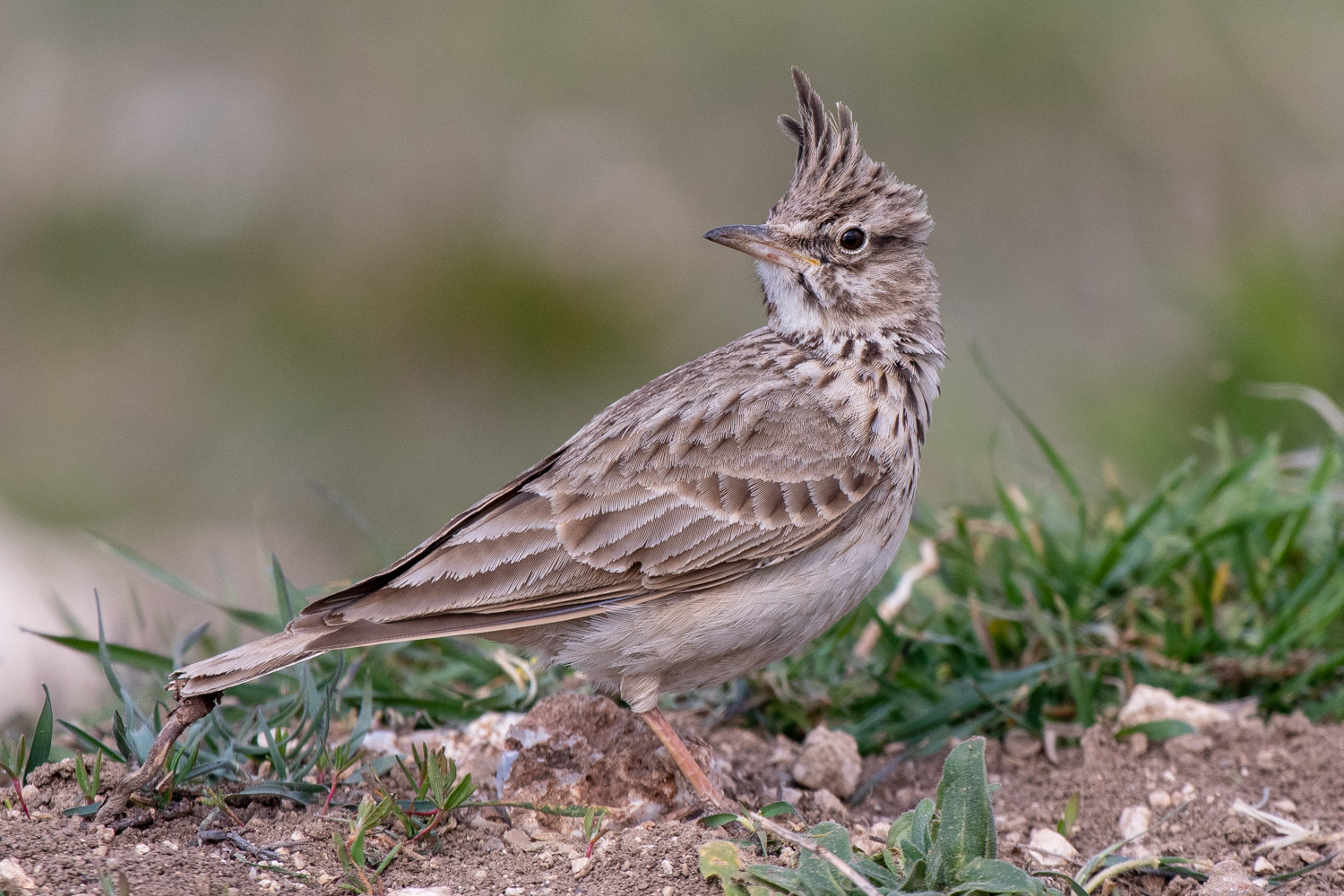 Tepeli toygar » Crested Lark » Galerida cristata
