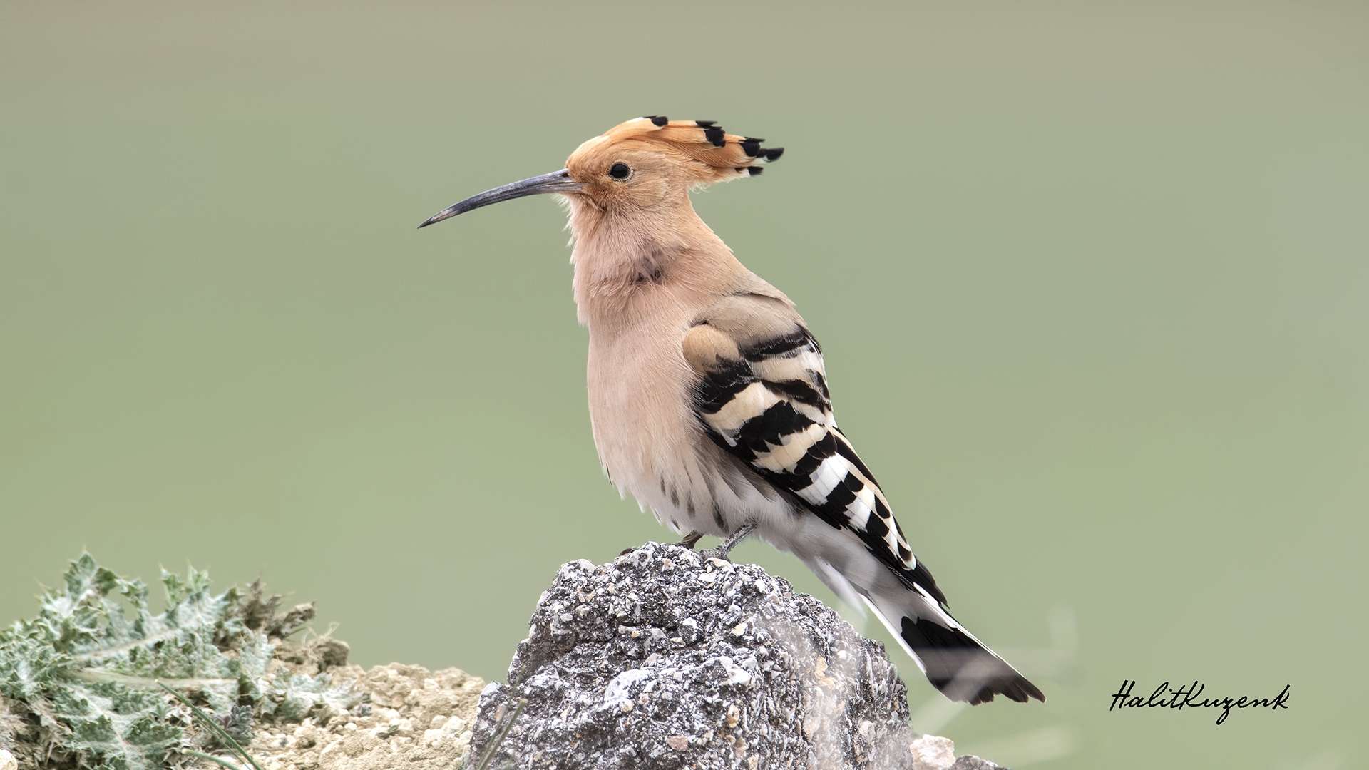 İbibik » Eurasian Hoopoe » Upupa epops