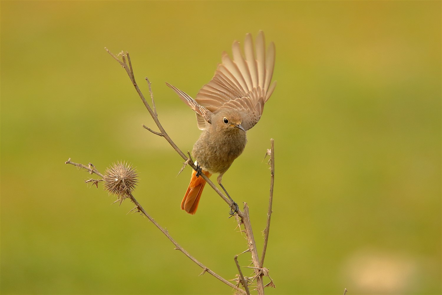 Kara kızılkuyruk » Black Redstart » Phoenicurus ochruros