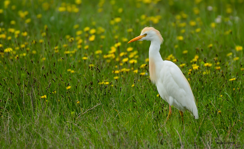 Sığır balıkçılı » Western Cattle Egret » Ardea ibis