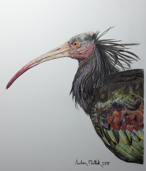 Kelaynak » Northern Bald Ibis » Geronticus eremita