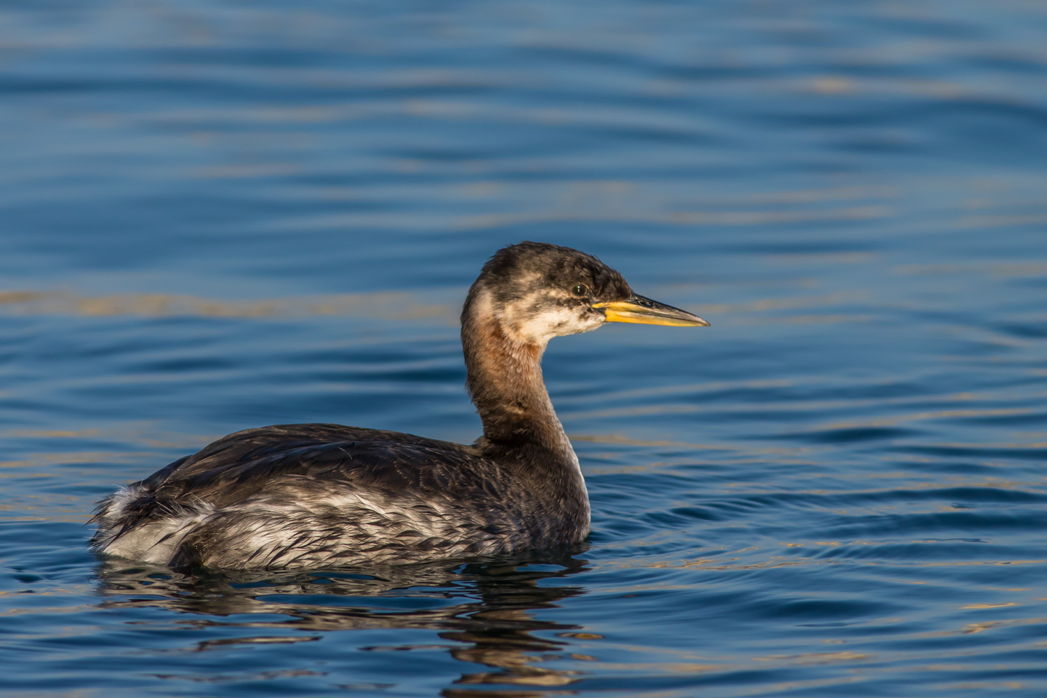 Kızılboyunlu batağan » Red-necked Grebe » Podiceps grisegena