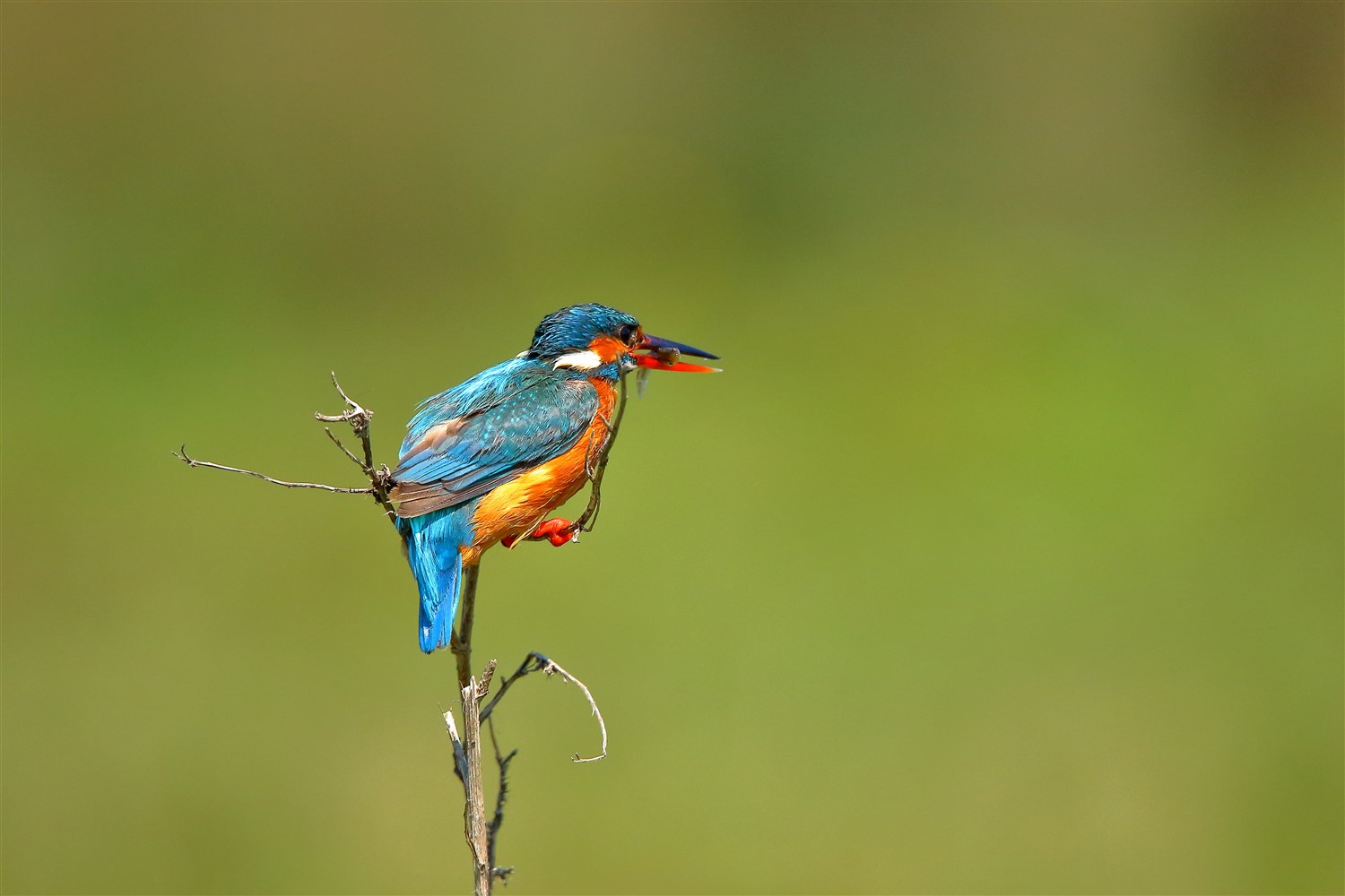 Yalıçapkını » Common Kingfisher » Alcedo atthis