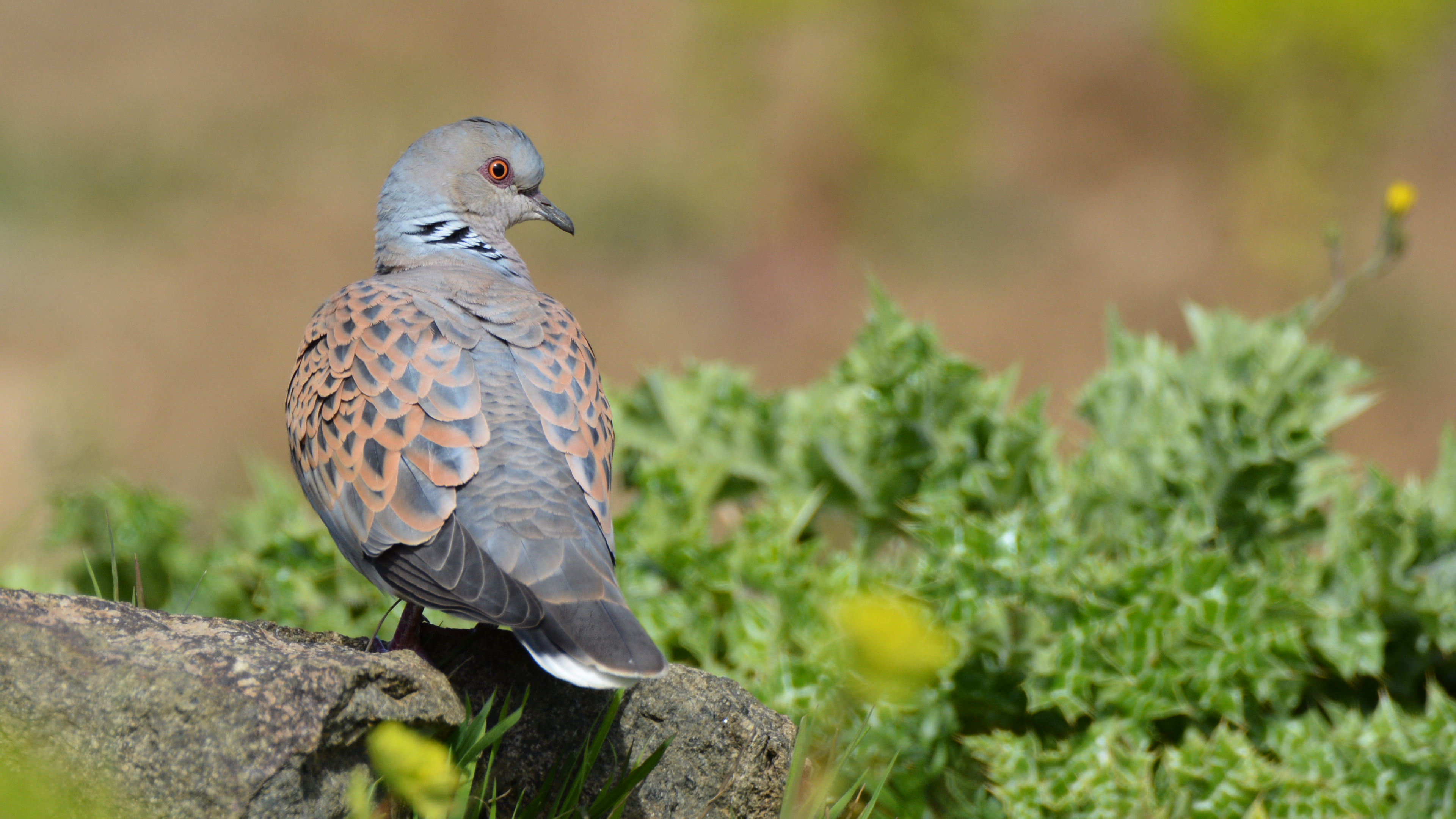 Üveyik » European Turtle Dove » Streptopelia turtur