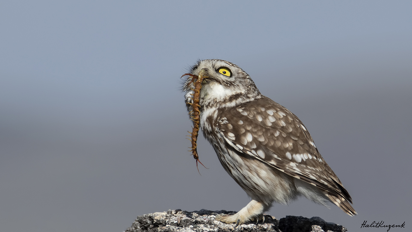 Kukumav » Little Owl » Athene noctua
