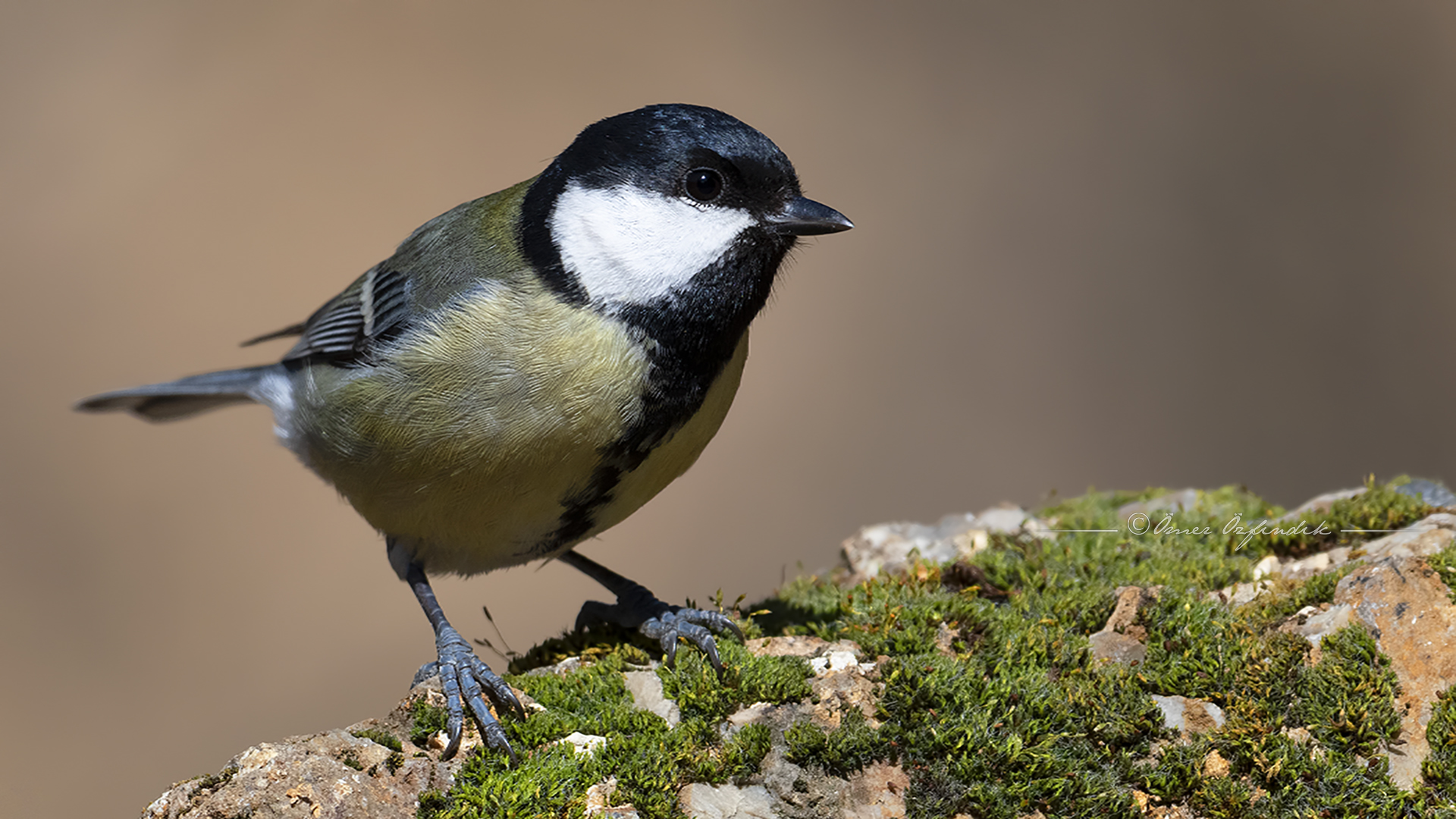 Büyük baştankara » Great Tit » Parus major