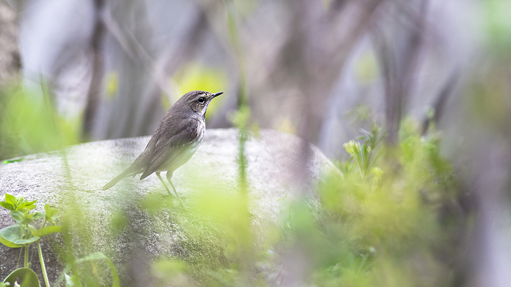 Mavigerdan » Bluethroat » Luscinia svecica