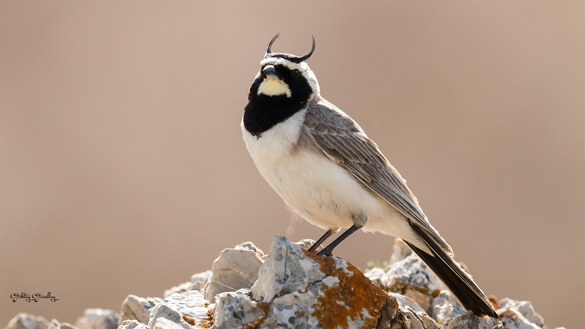 Kulaklı toygar » Horned Lark » Eremophila alpestris