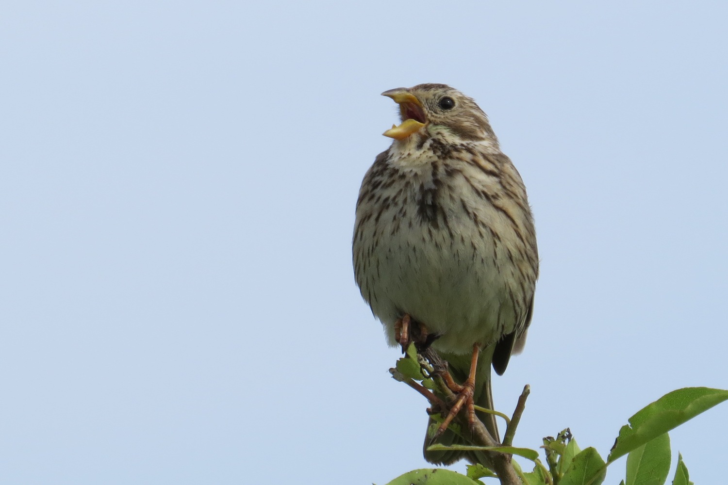 Tarla kirazkuşu » Corn Bunting » Emberiza calandra