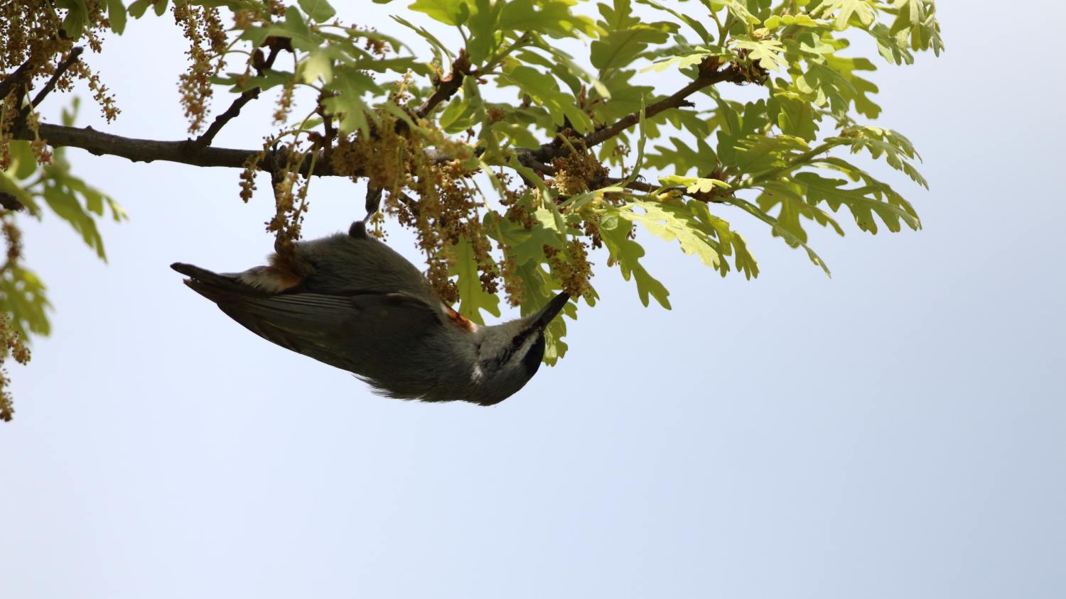 Anadolu sıvacısı » Krüper`s Nuthatch » Sitta krueperi