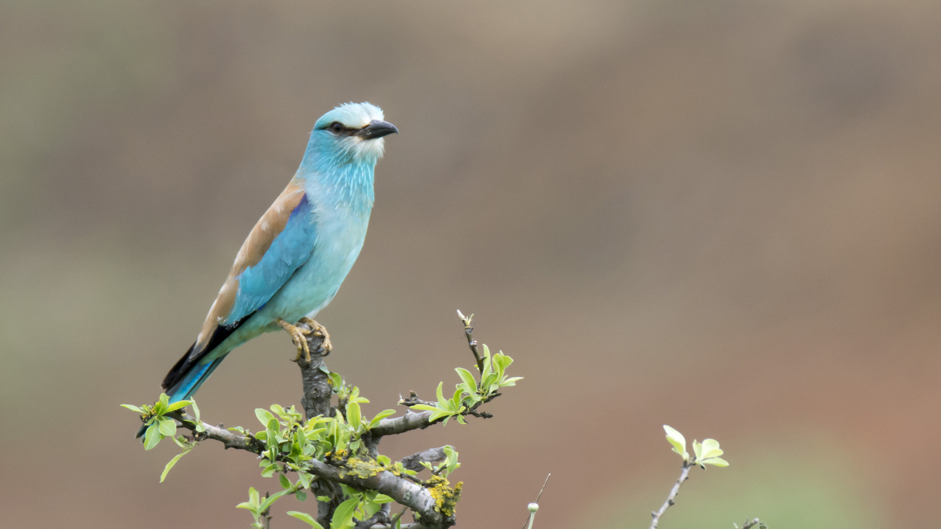 Gökkuzgun » European Roller » Coracias garrulus