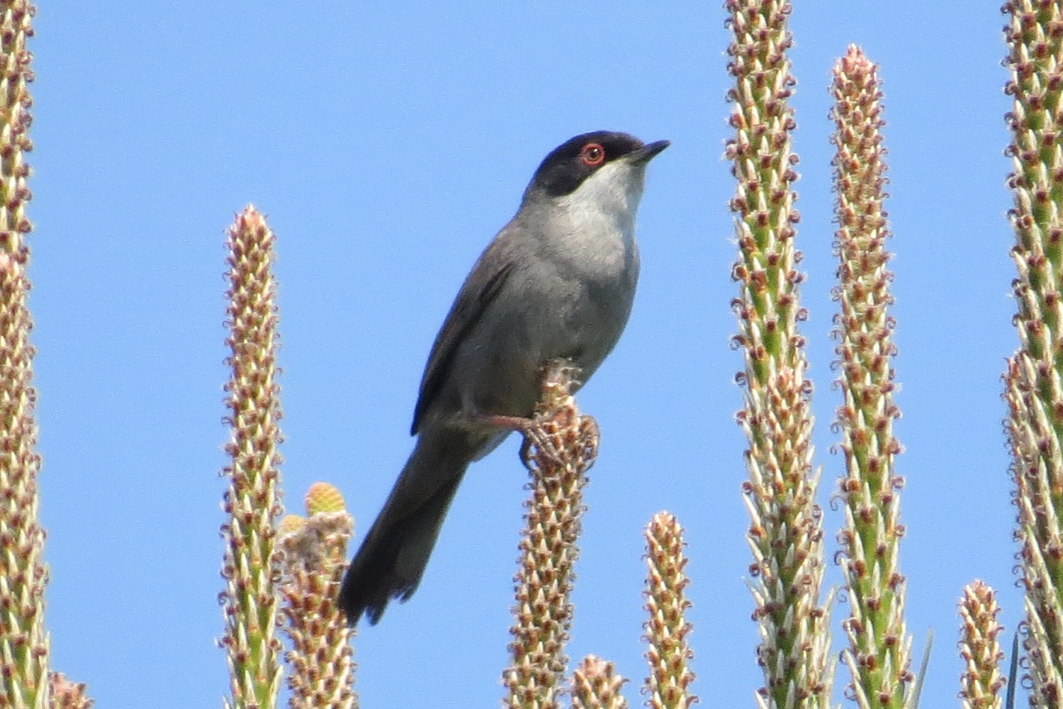 Maskeli ötleğen » Sardinian Warbler » Sylvia melanocephala