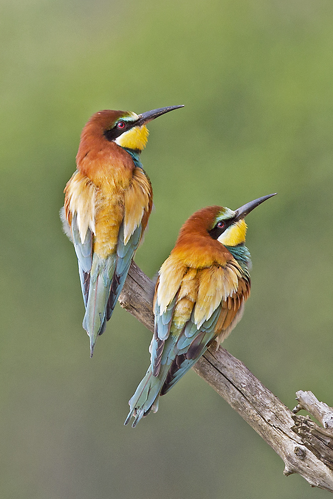Arıkuşu » European Bee-eater » Merops apiaster