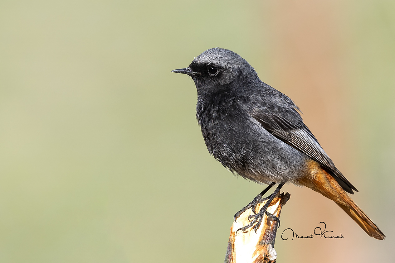 Kara kızılkuyruk » Black Redstart » Phoenicurus ochruros