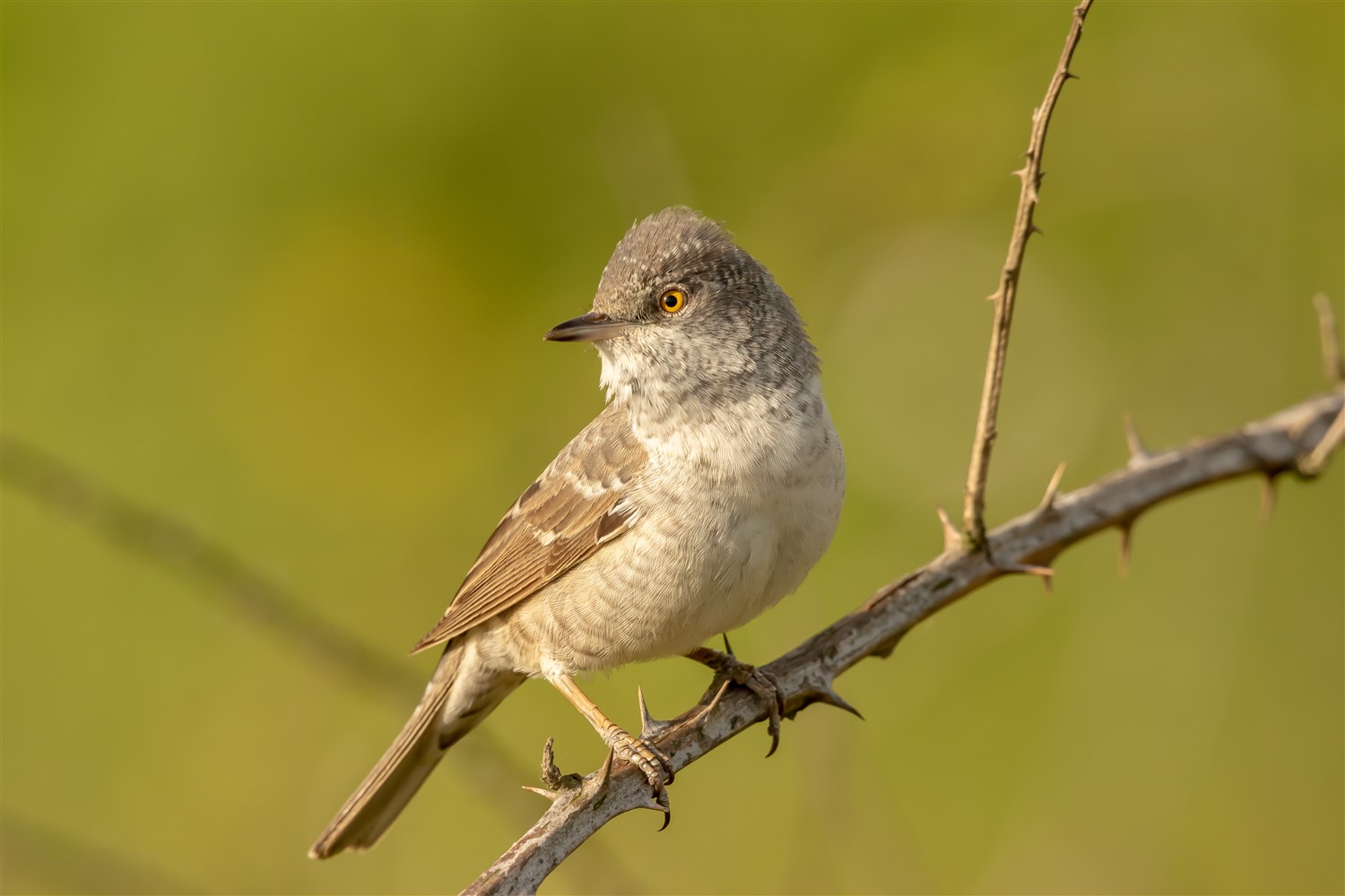 Çizgili ötleğen » Barred Warbler » Sylvia nisoria