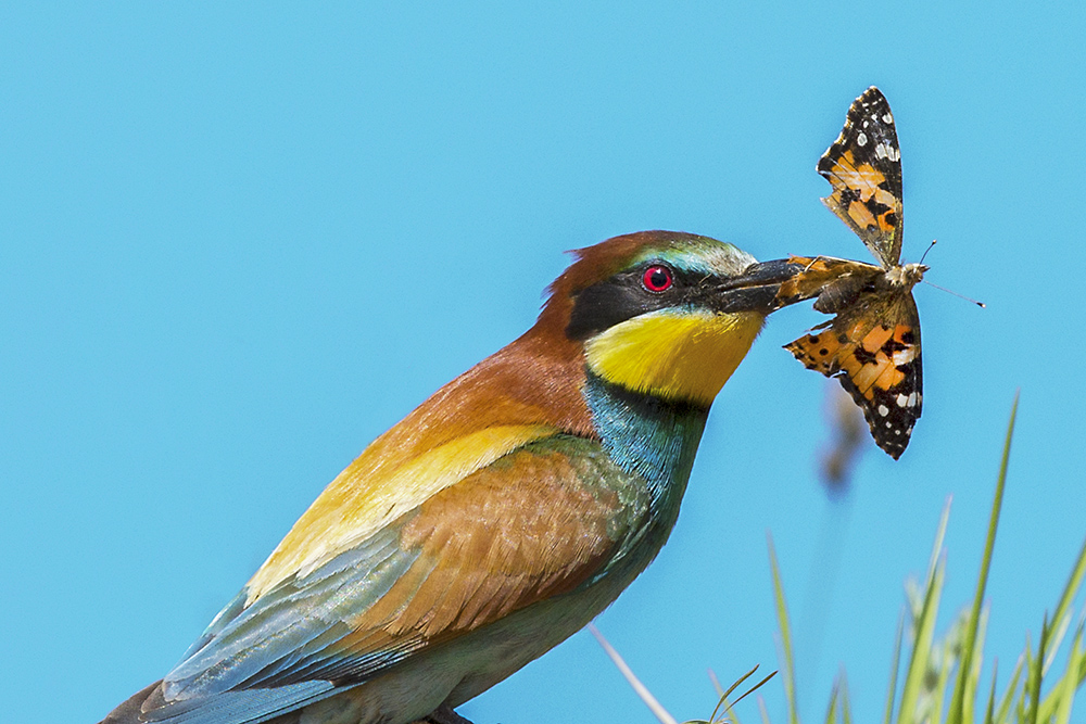 Arıkuşu » European Bee-eater » Merops apiaster