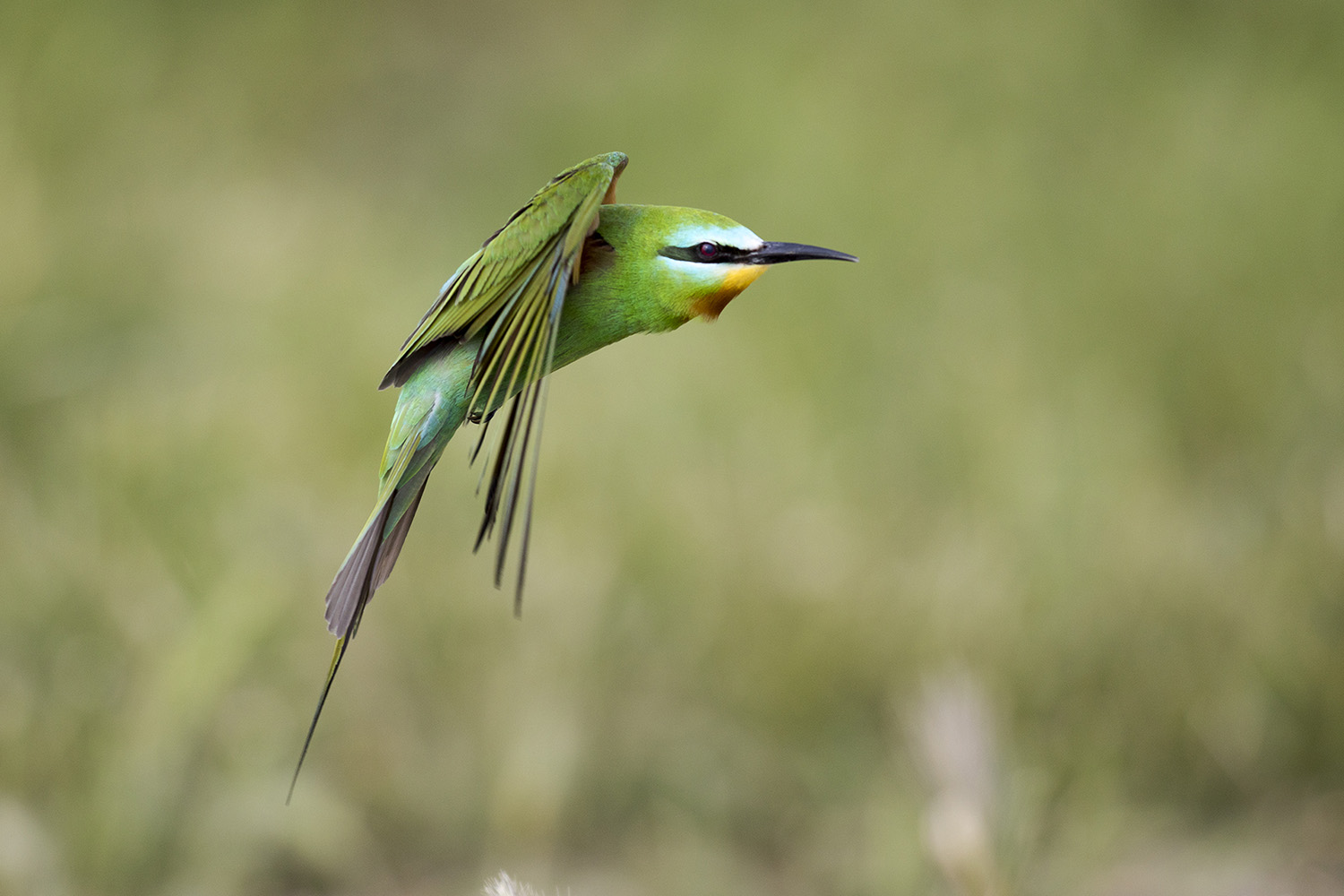 Yeşil arıkuşu » Blue-cheeked Bee-eater » Merops persicus