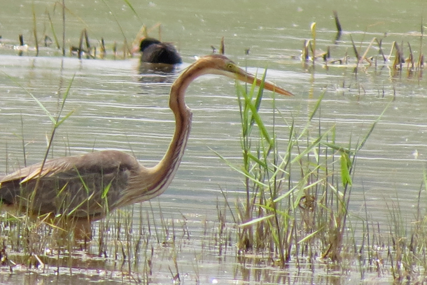 Erguvani balıkçıl » Purple Heron » Ardea purpurea