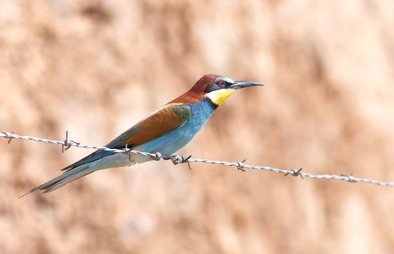 Arıkuşu » European Bee-eater » Merops apiaster