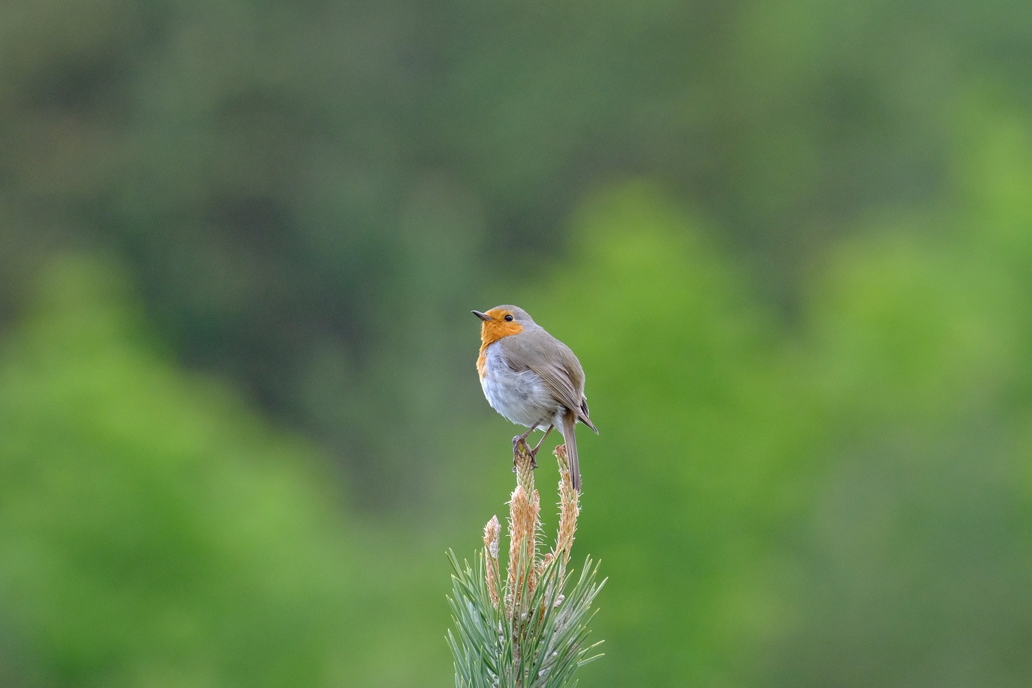 Kızılgerdan » European Robin » Erithacus rubecula