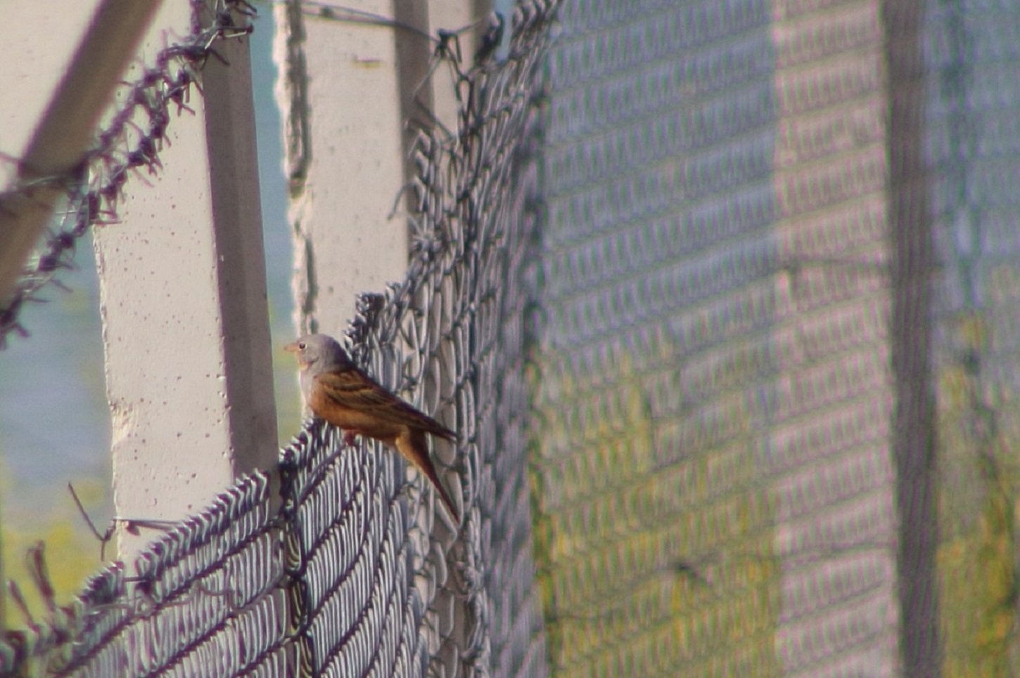 Kızıl kirazkuşu » Cretzschmar`s Bunting » Emberiza caesia