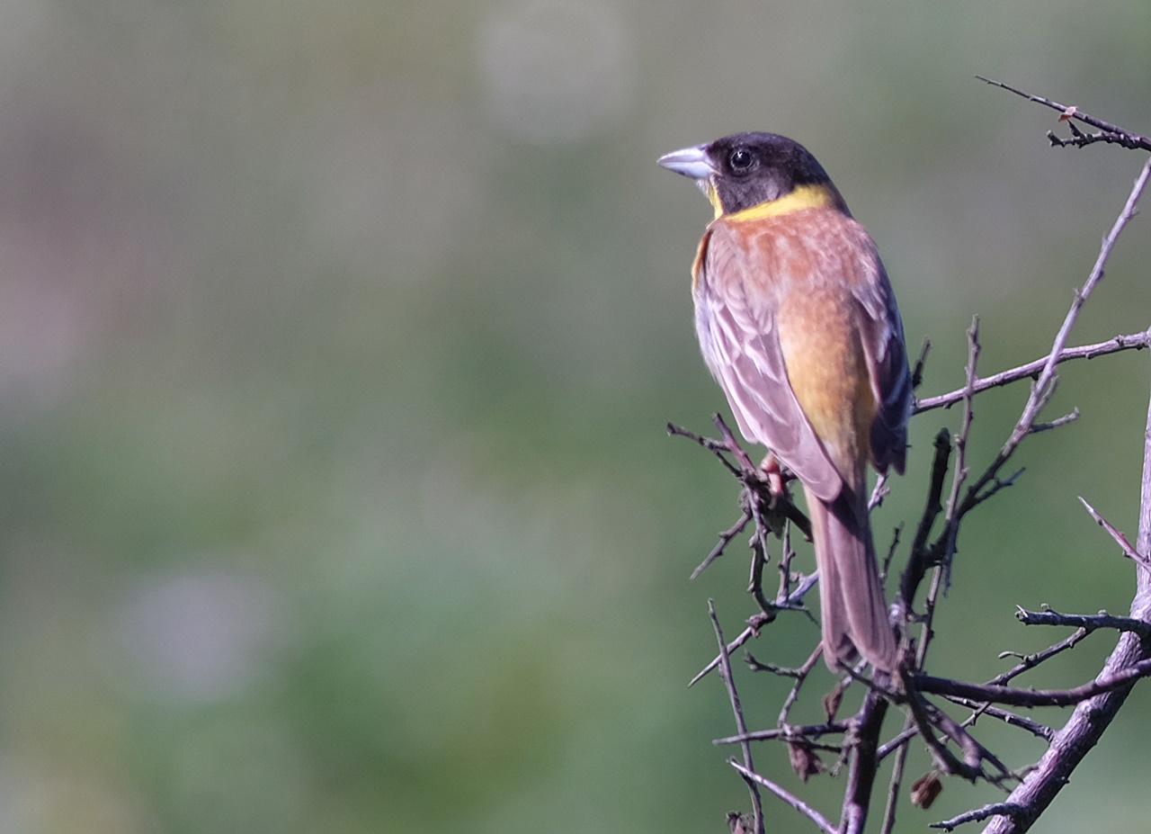 Karabaşlı kirazkuşu » Black-headed Bunting » Emberiza melanocephala