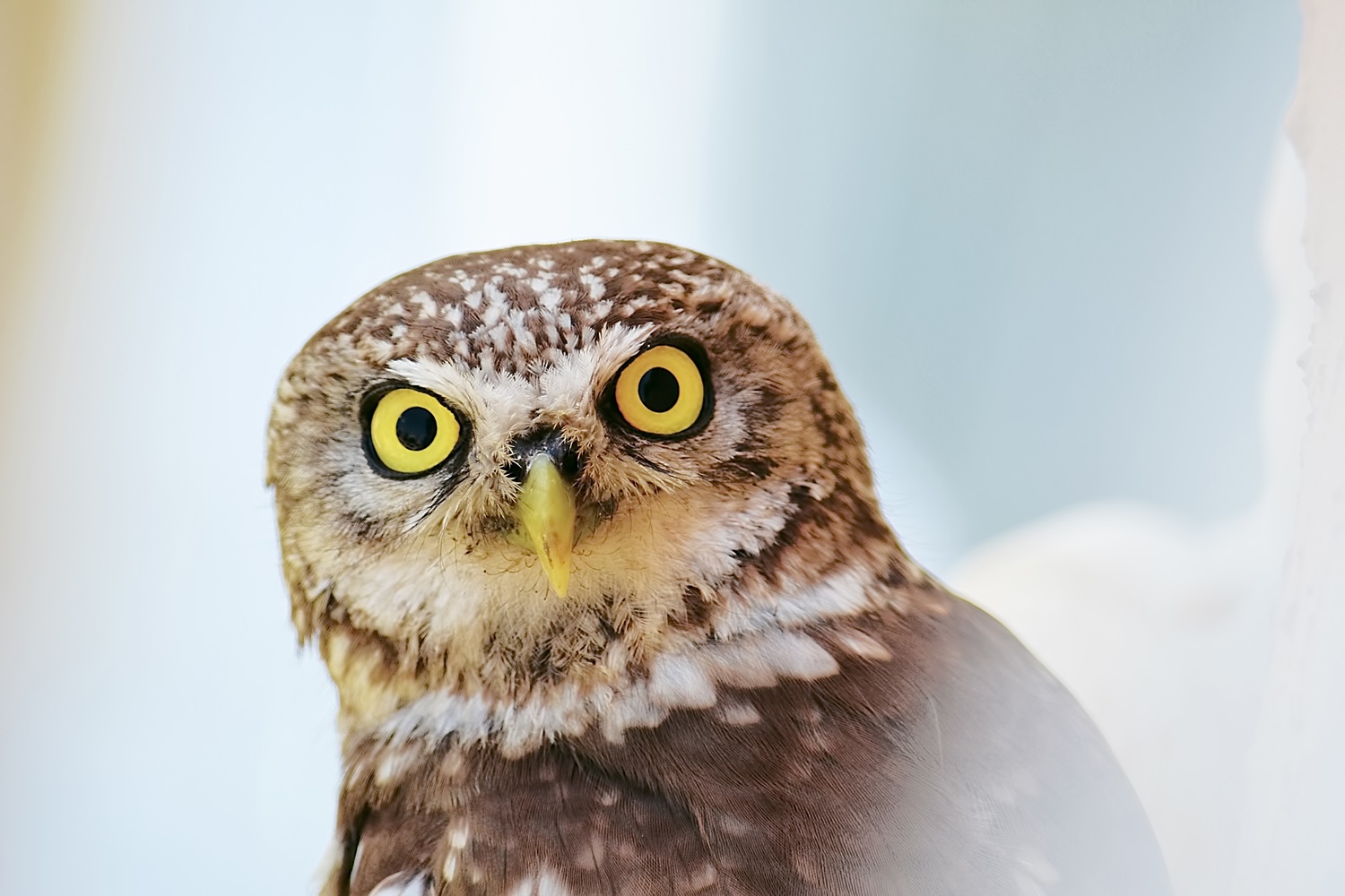 Kukumav » Little Owl » Athene noctua