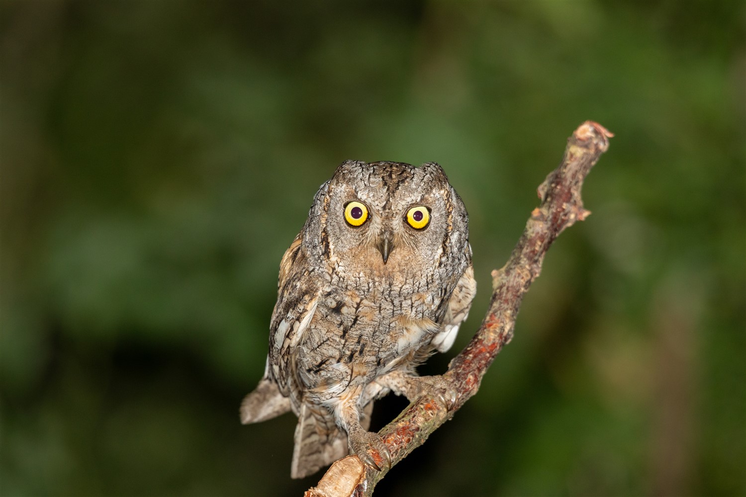 İshakkuşu » Eurasian Scops Owl » Otus scops