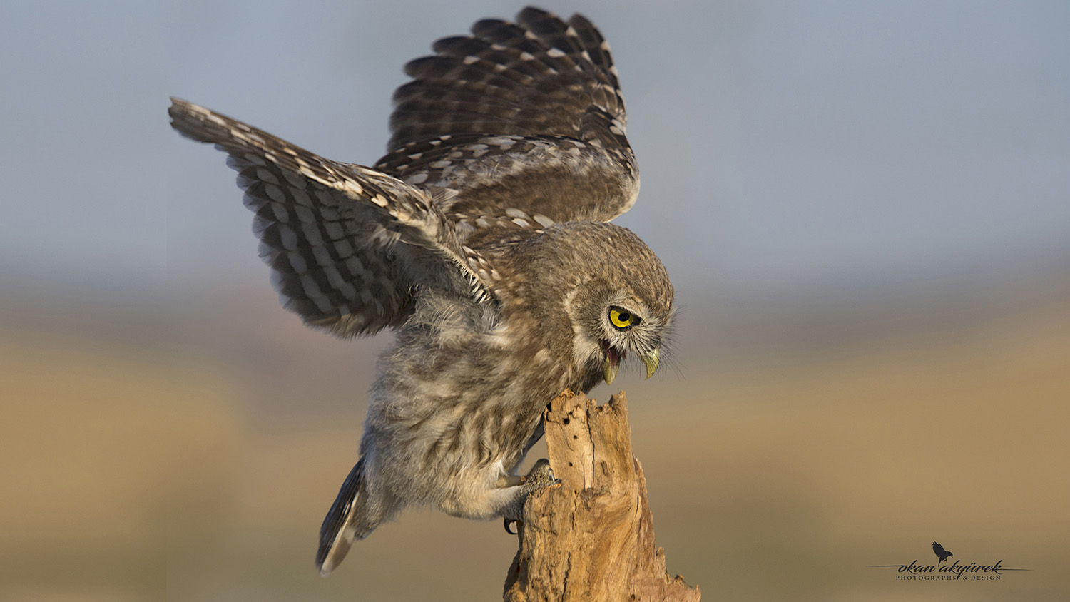 Kukumav » Little Owl » Athene noctua
