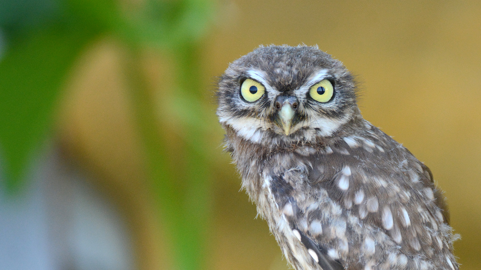 Kukumav » Little Owl » Athene noctua