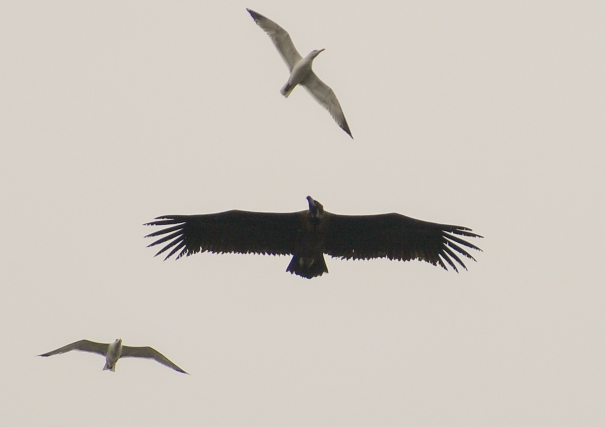 Kara akbaba » Cinereous Vulture » Aegypius monachus