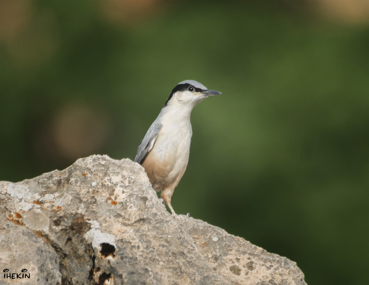 Büyük kaya sıvacısı » Eastern Rock Nuthatch » Sitta tephronota