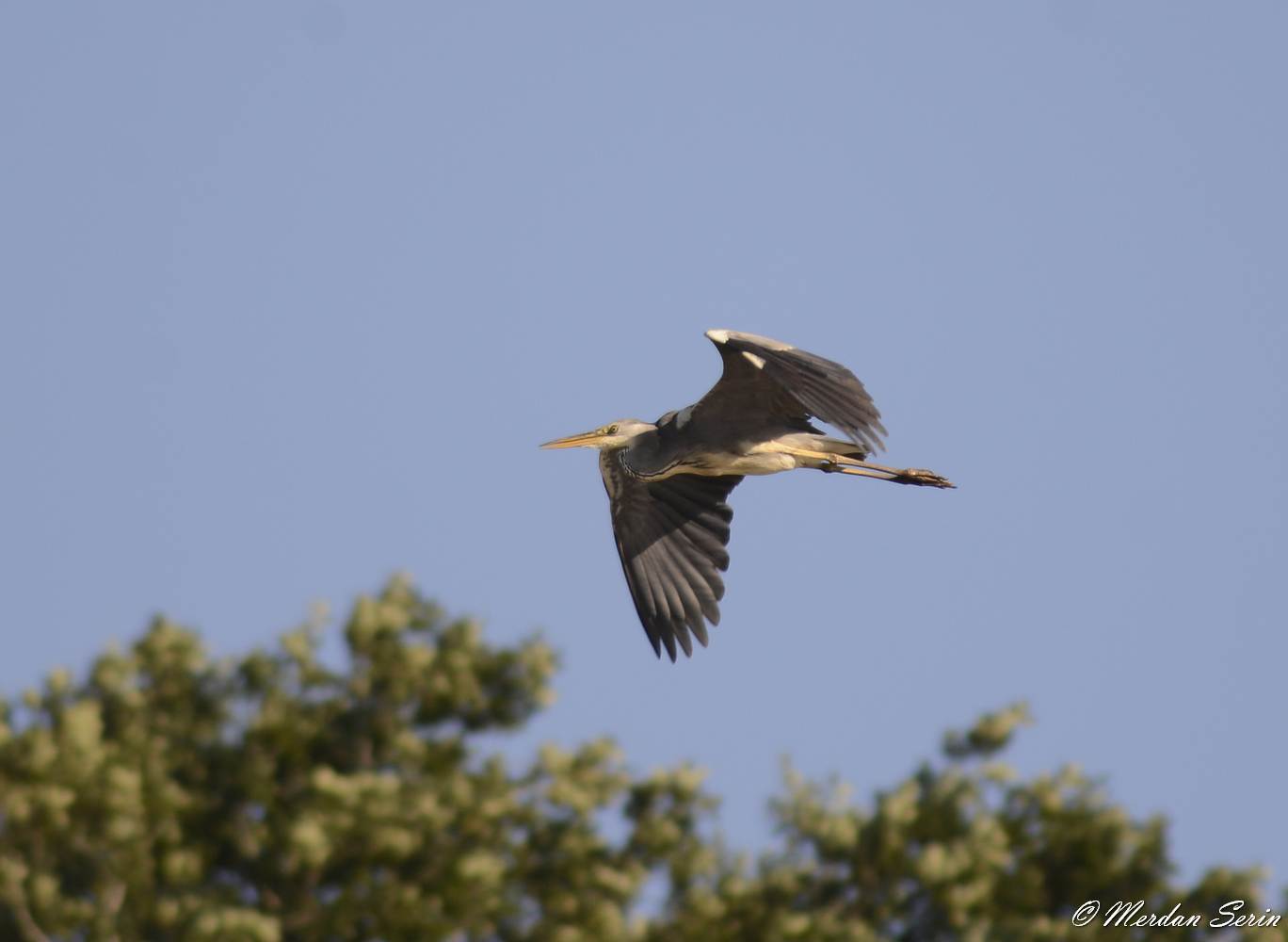 Gri balıkçıl » Grey Heron » Ardea cinerea