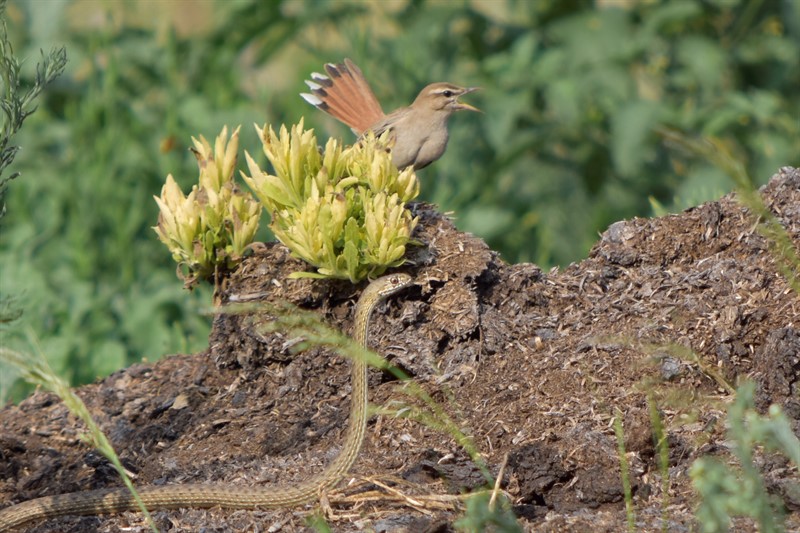Çalıbülbülü » Rufous-tailed Scrub Robin » Cercotrichas galactotes