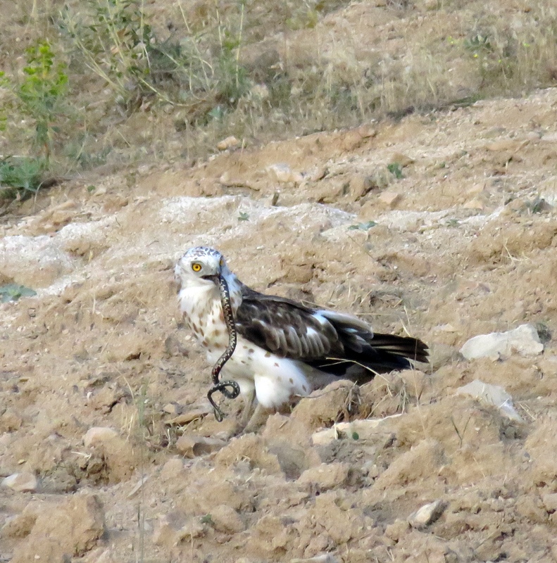 Yılan kartalı » Short-toed Snake Eagle » Circaetus gallicus