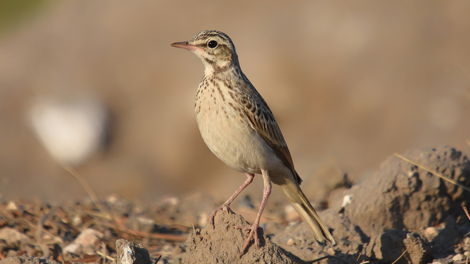 Kır incirkuşu » Tawny Pipit » Anthus campestris