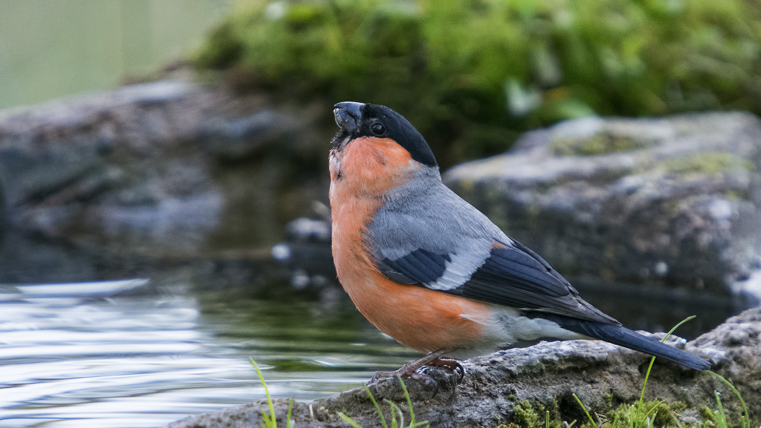 Şakrak » Eurasian Bullfinch » Pyrrhula pyrrhula