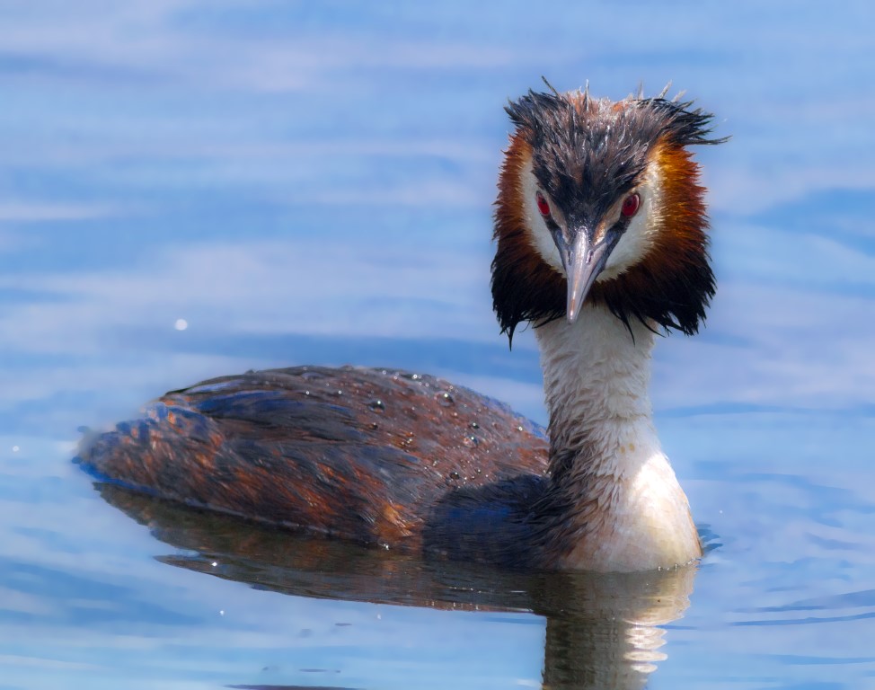 Bahri » Great Crested Grebe » Podiceps cristatus