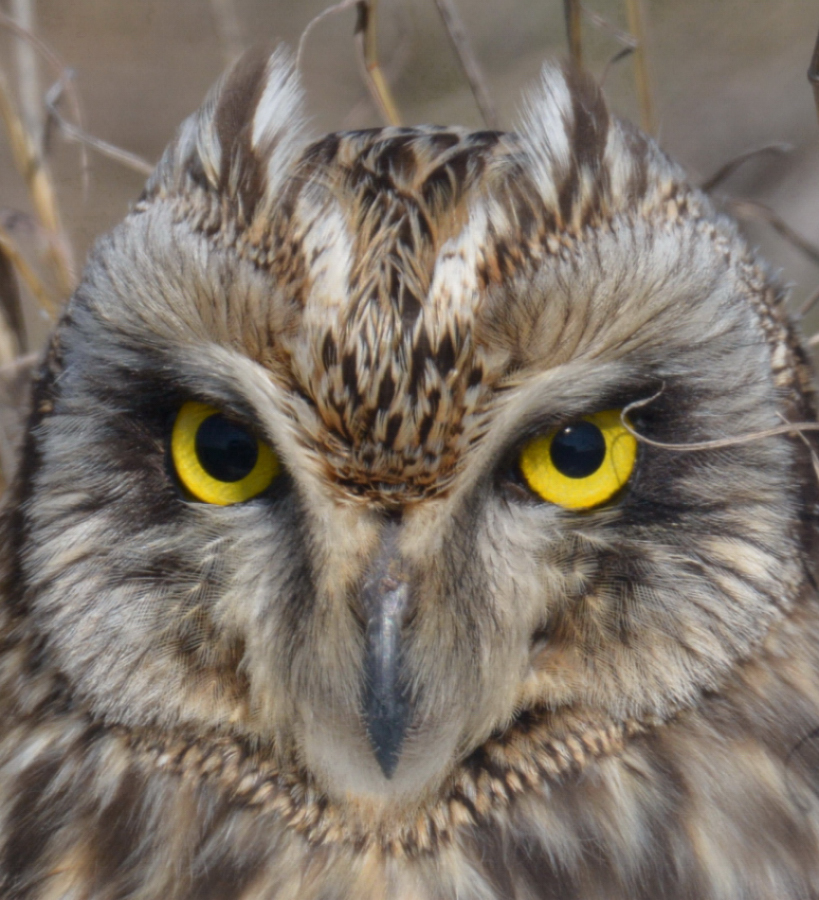 Kır baykuşu » Short-eared Owl » Asio flammeus