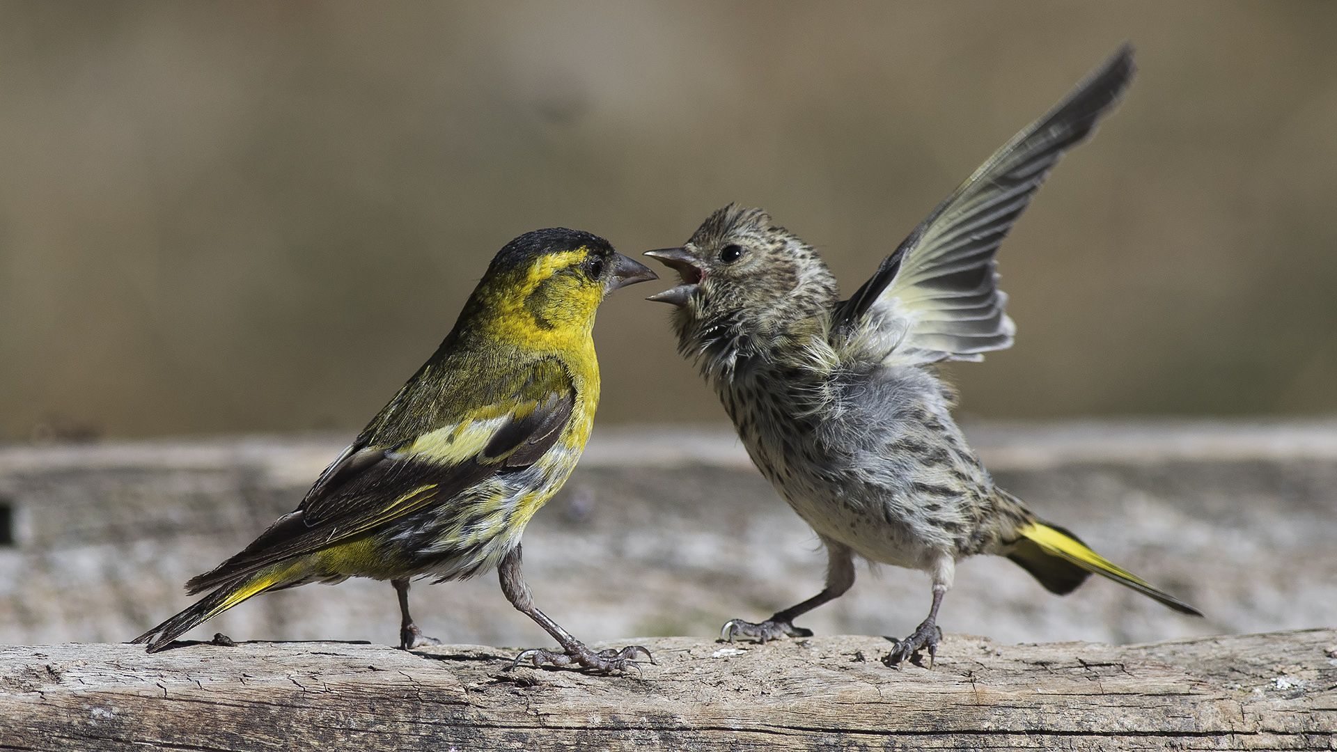 Karabaşlı iskete » Eurasian Siskin » Spinus spinus