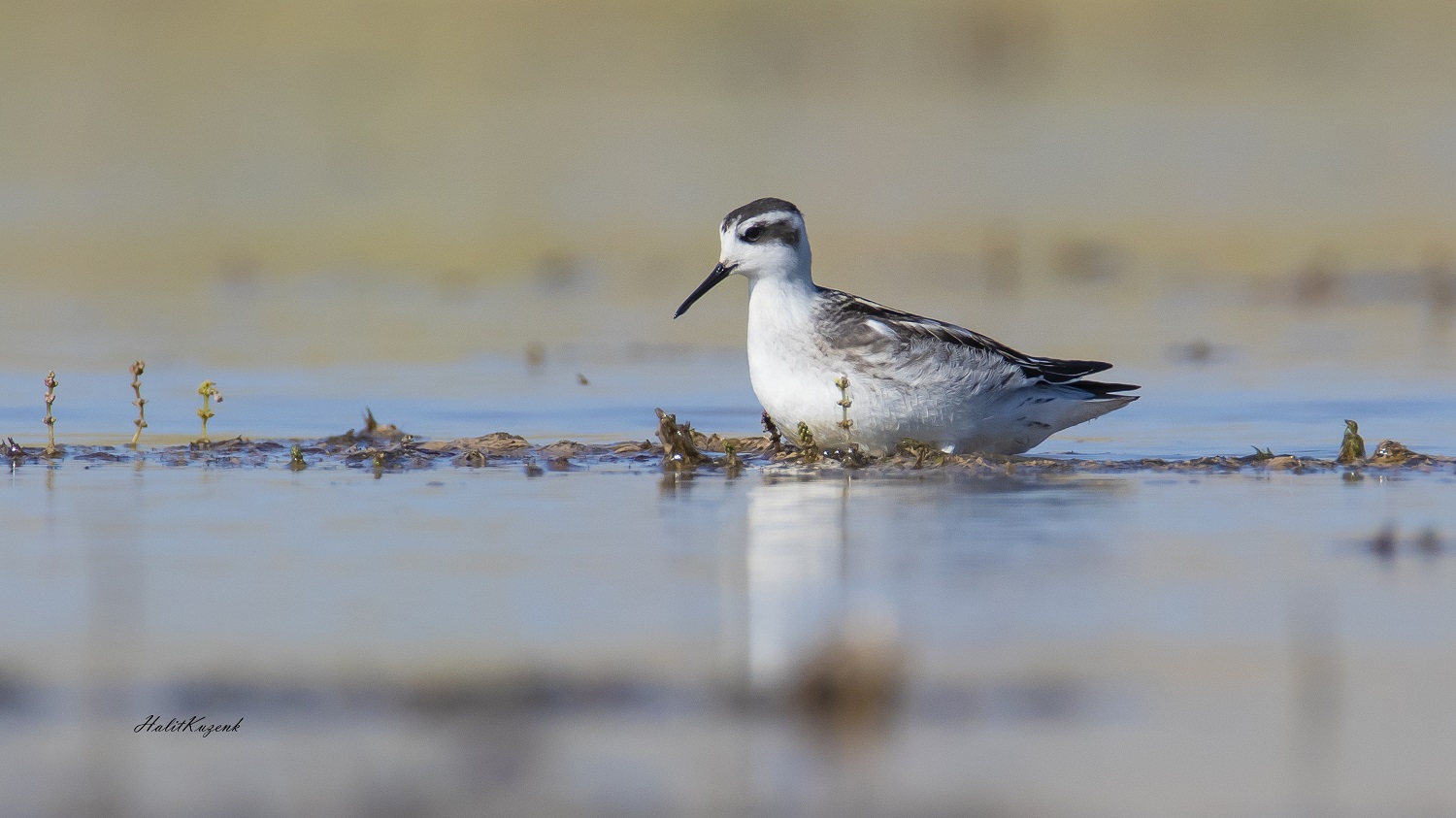 Denizdüdükçünü