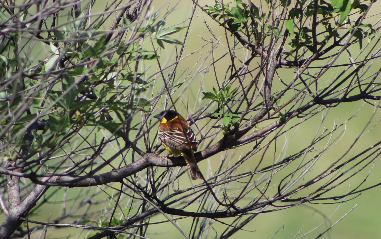Karabaşlı kirazkuşu » Black-headed Bunting » Emberiza melanocephala