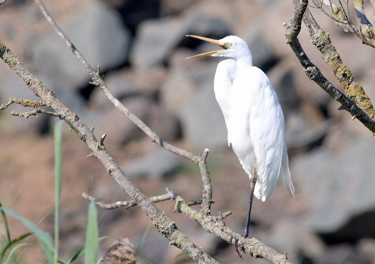 Büyük ak balıkçıl » Great Egret » Ardea alba