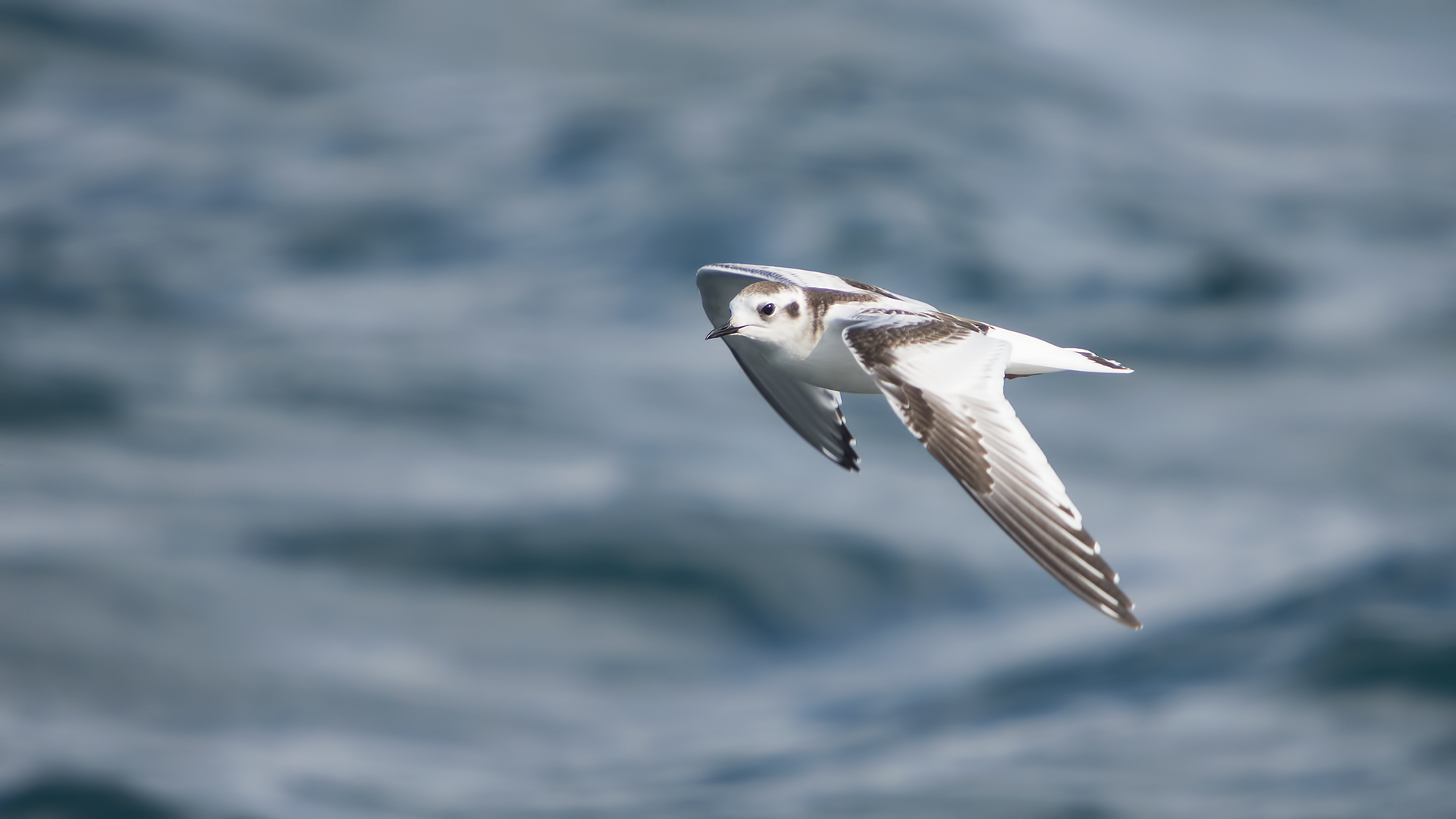 Küçük martı » Little Gull » Hydrocoloeus minutus