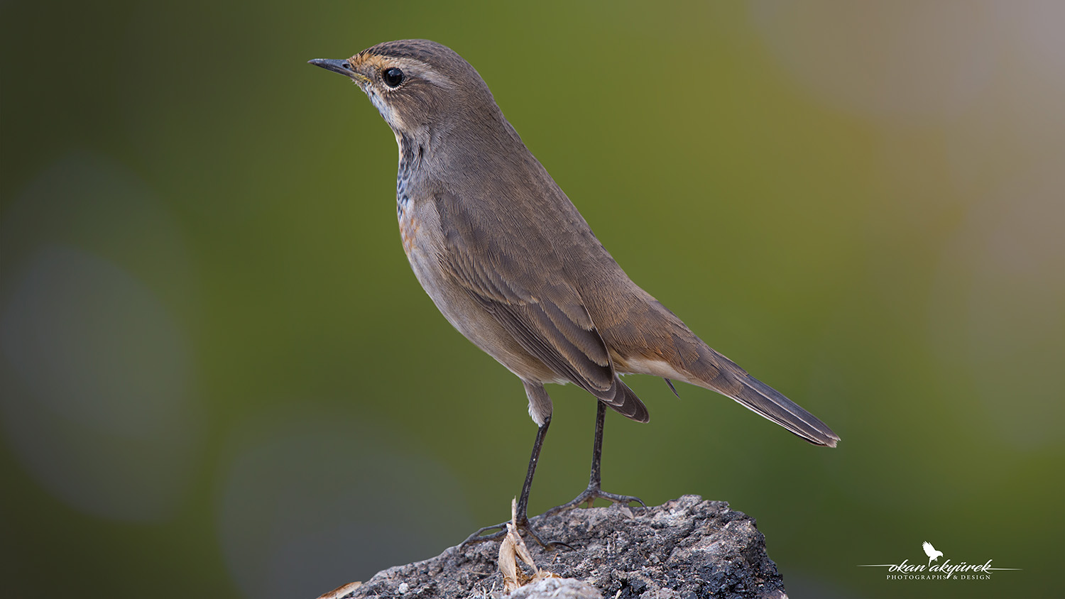 Mavigerdan » Bluethroat » Luscinia svecica