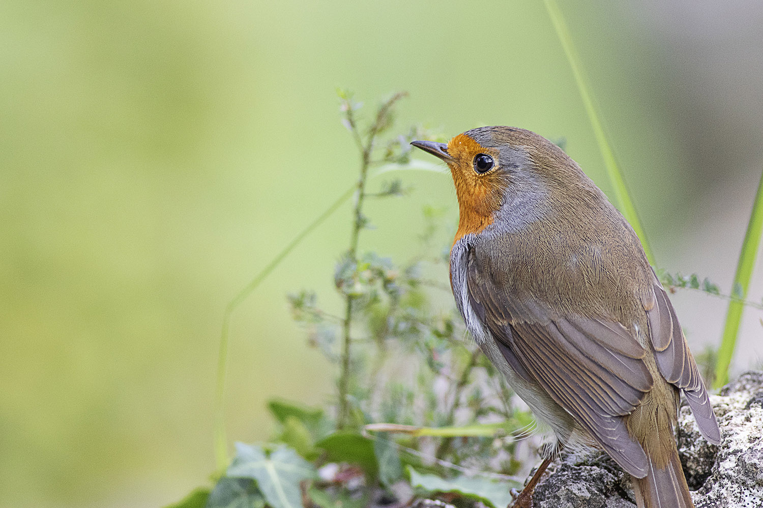 Kızılgerdan » European Robin » Erithacus rubecula